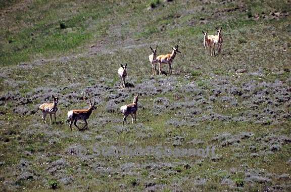 pronghorns 1 graphic